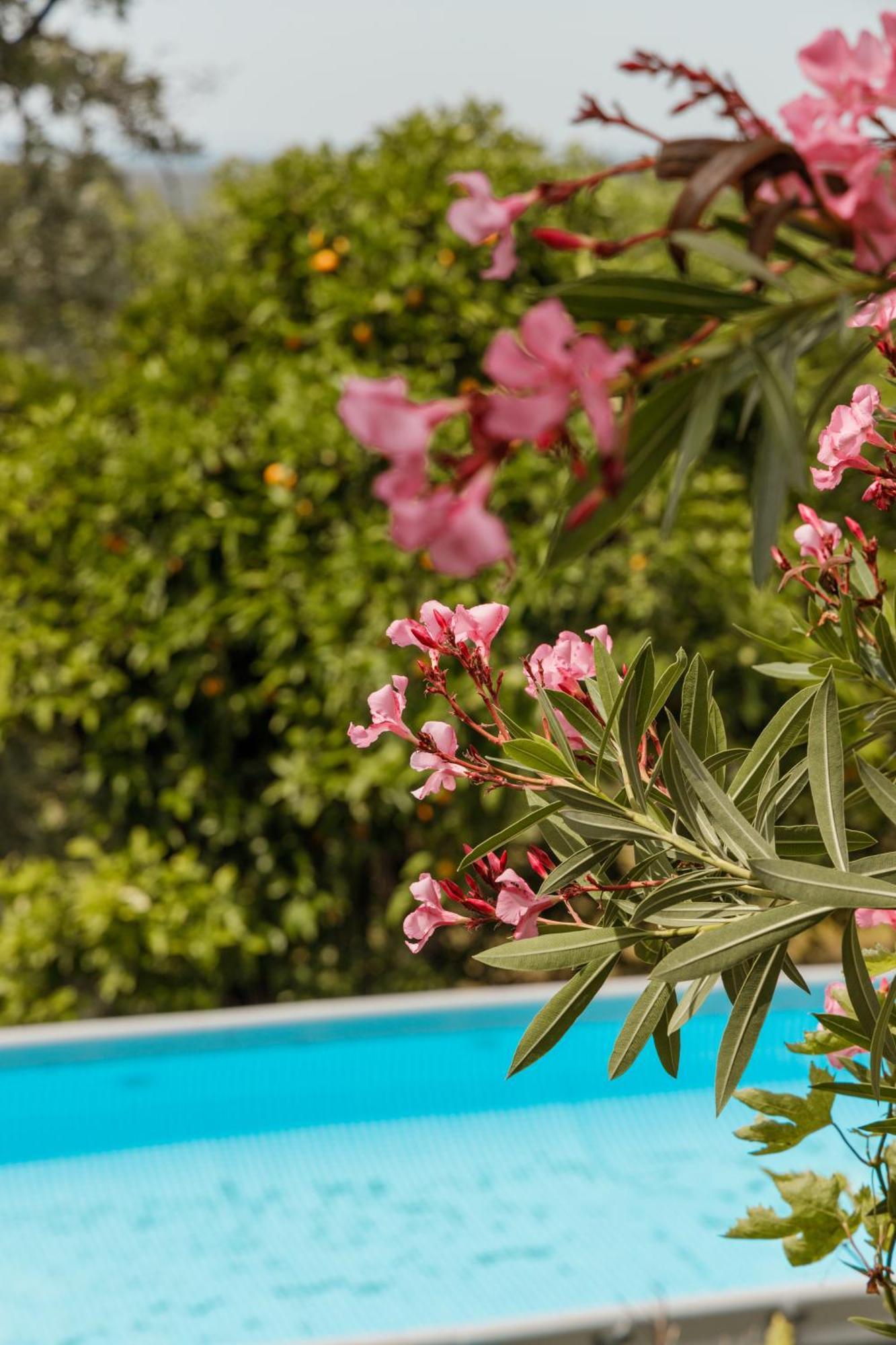 Casa Rural En Candeleda Con Piscina Y Un Maravilloso Jardin 外观 照片